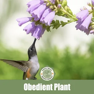 Obedient Plant (Physostegia virginiana), also known as False Dragonhead